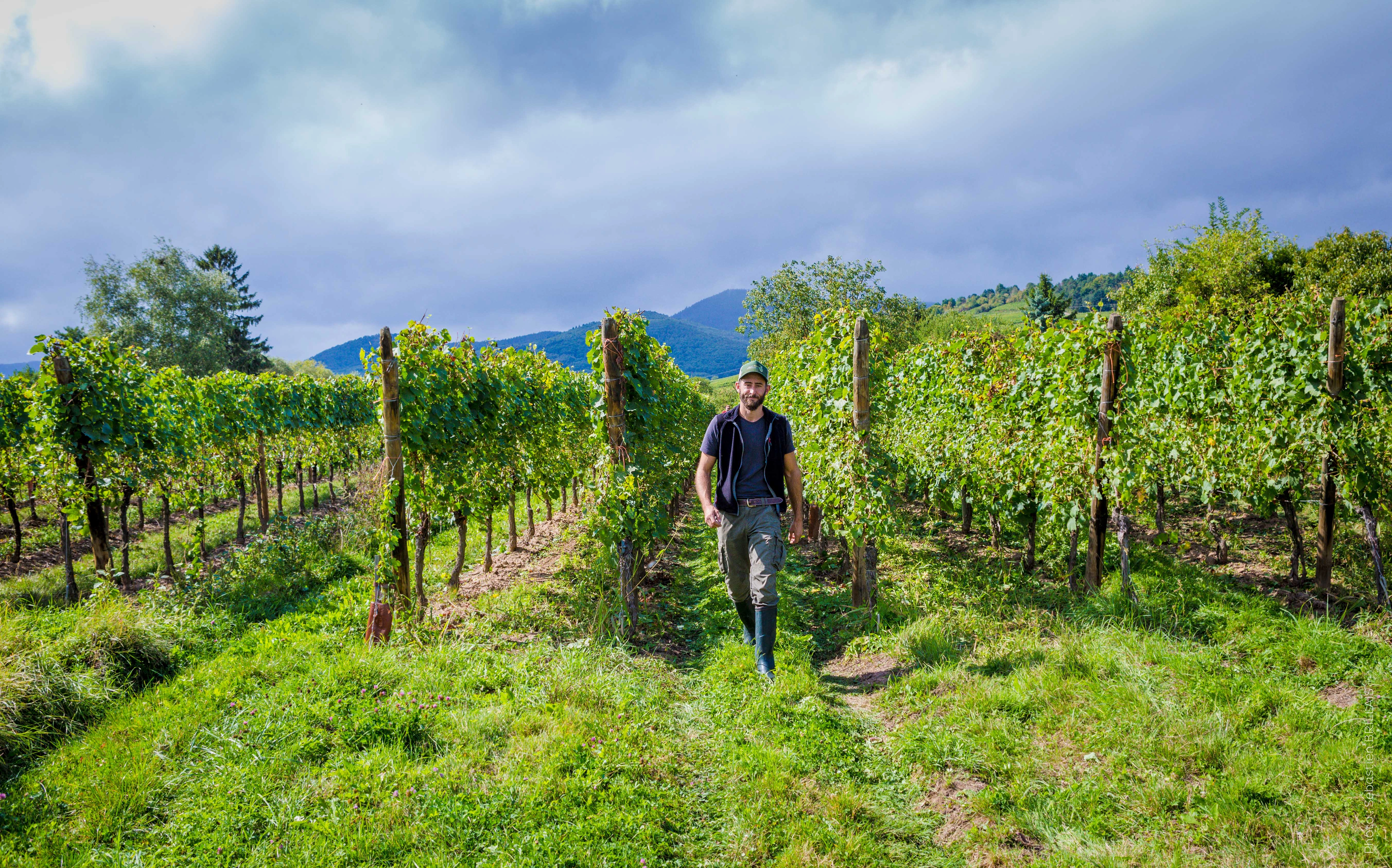 Photo du village de Bergheim