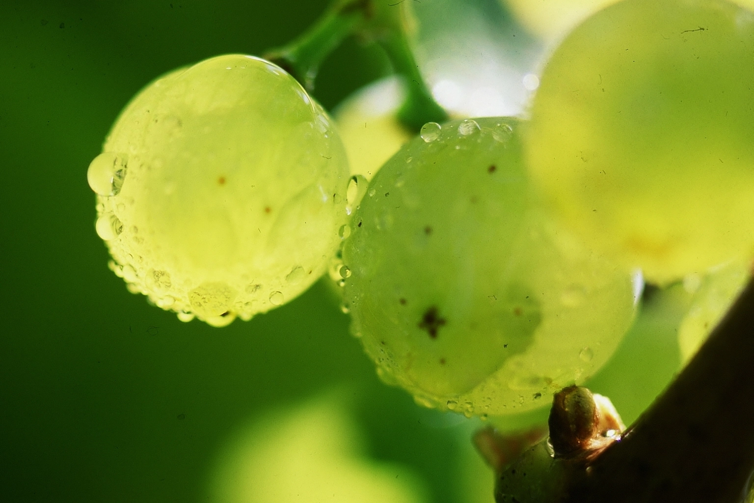 Photo des vignes de Bergheim