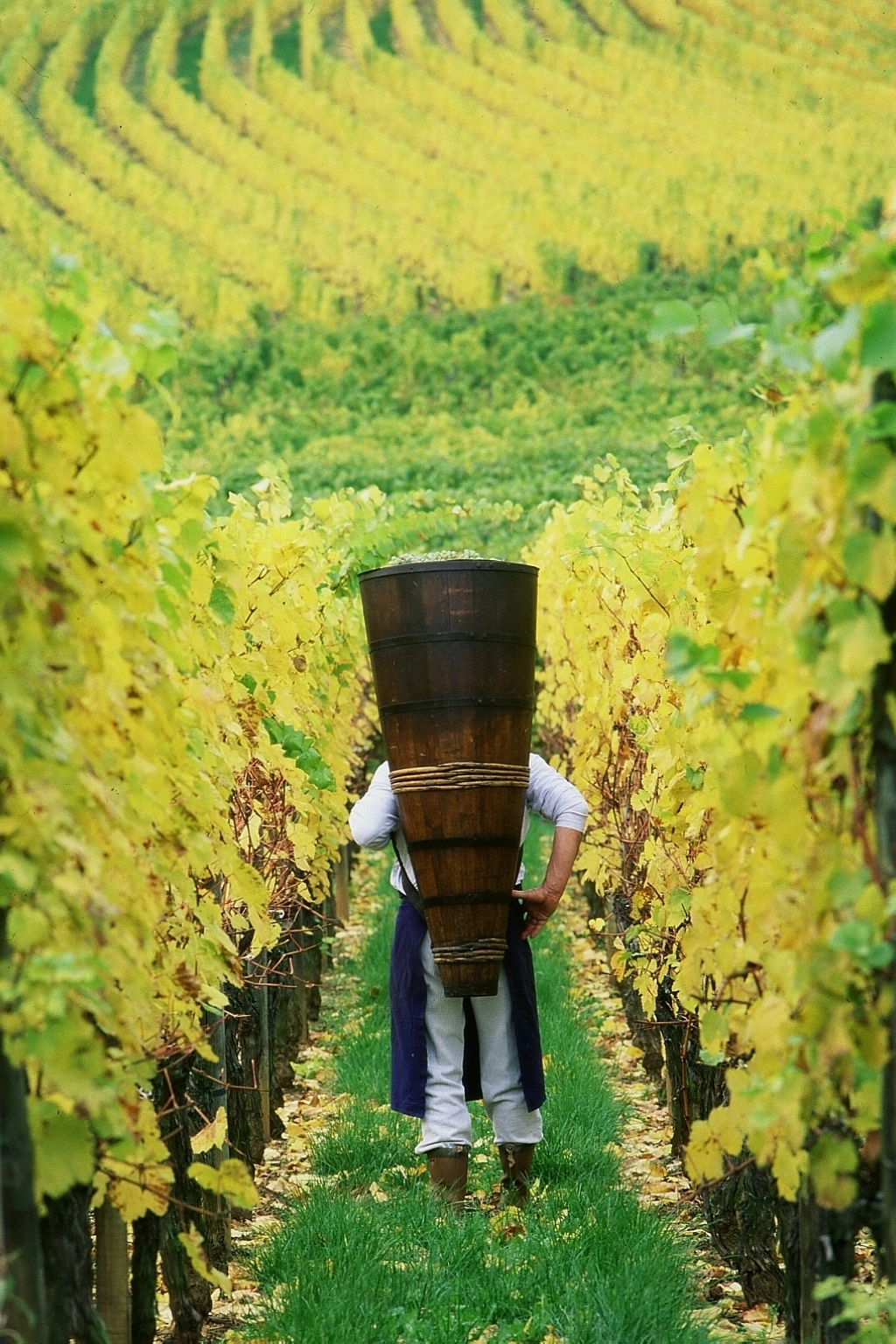 Photo de la place du village de Bergheim